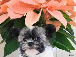 Teddy Bear dogs Ollie - Ad 34