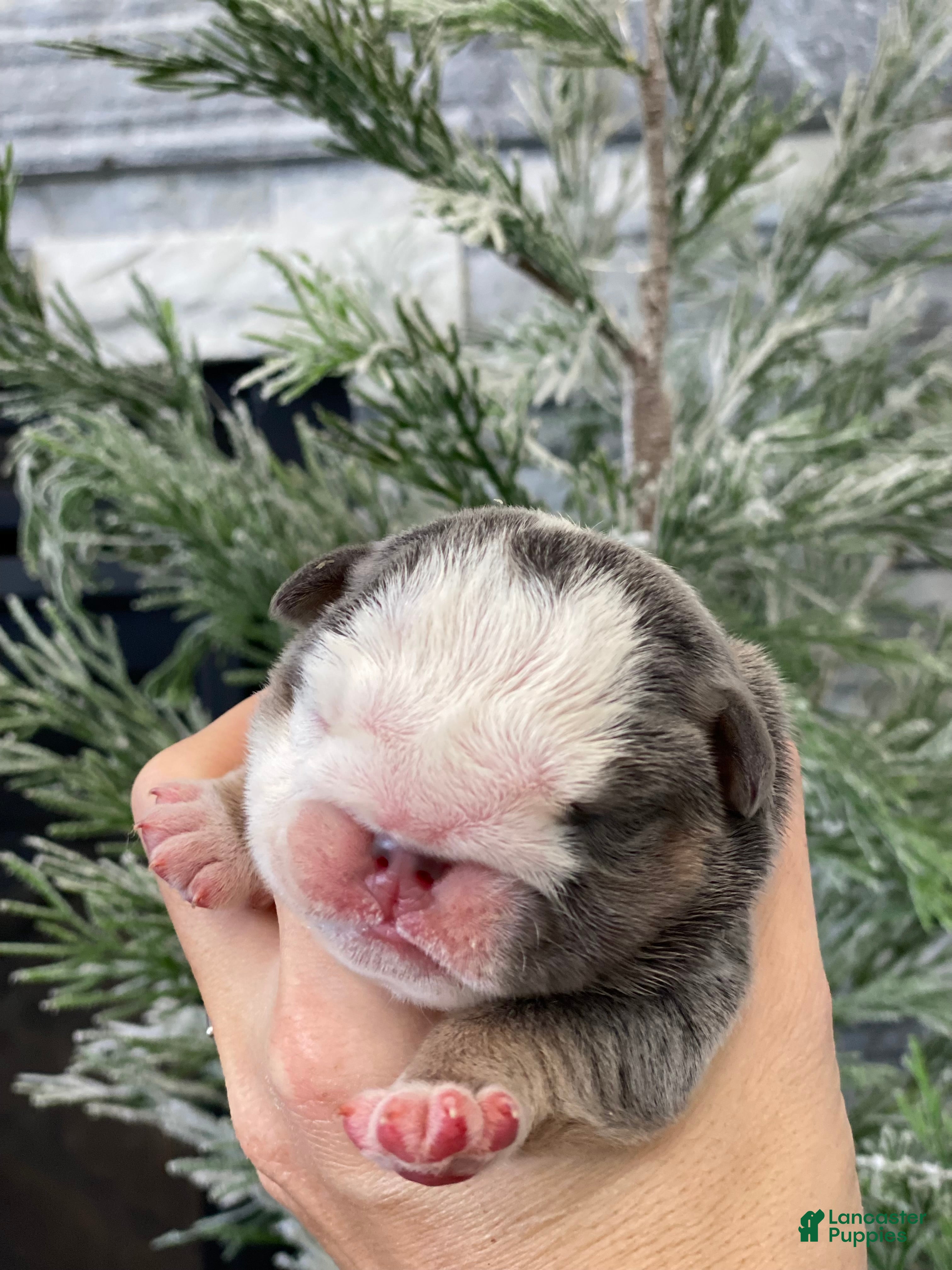 English Bulldog dogs Chloe - Ad 26