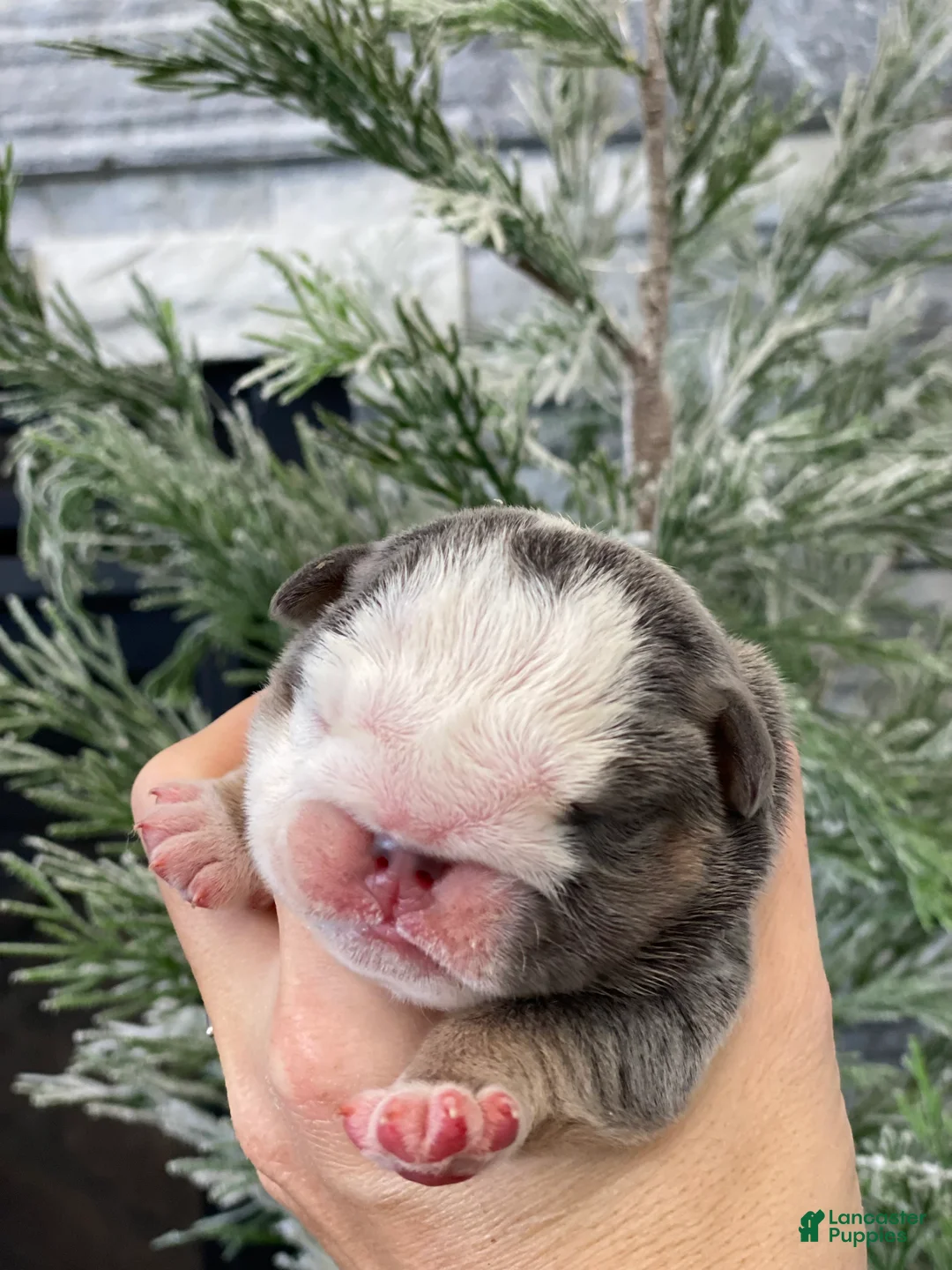 English Bulldog dogs for sale: Chloe - Ad 1