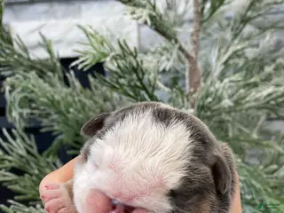 English Bulldog dogs Chloe - Ad 26