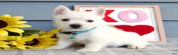 West Highland Terrier dogs for sale: Brody  - Ad 1
