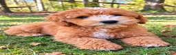 Cavapoo dogs for sale: Tate - Ad 3