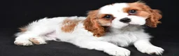 Cavalier King Charles Spaniel dogs for sale: Thomas - Ad 6