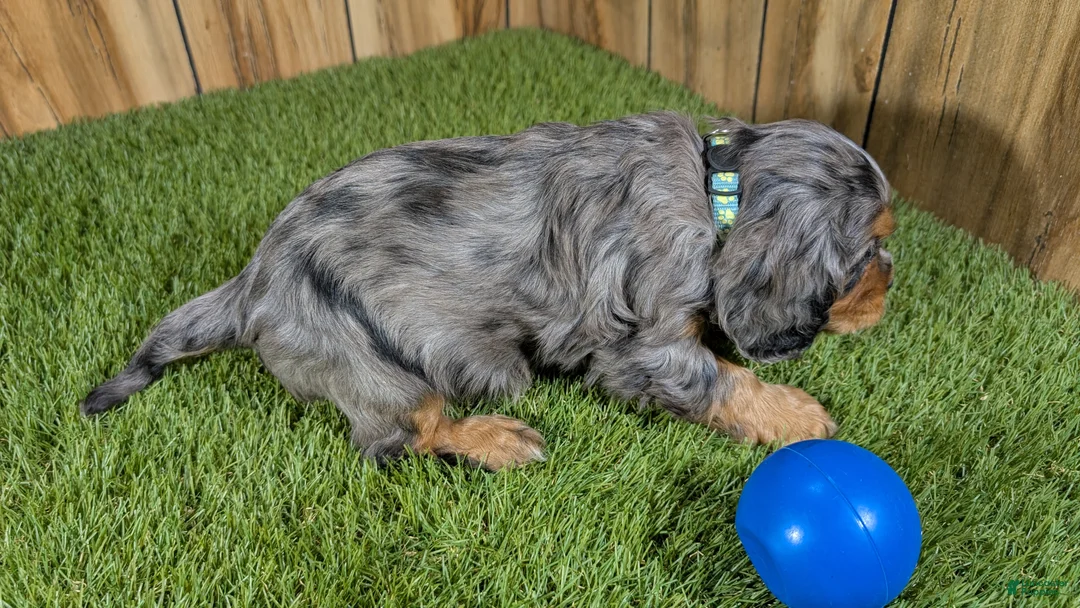 Cavalier King Charles Spaniel dogs for sale: Bertha Boy 2 - Ad 5