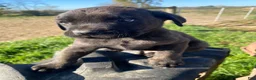 Cane Corso dogs for sale: Cash - Ad 10