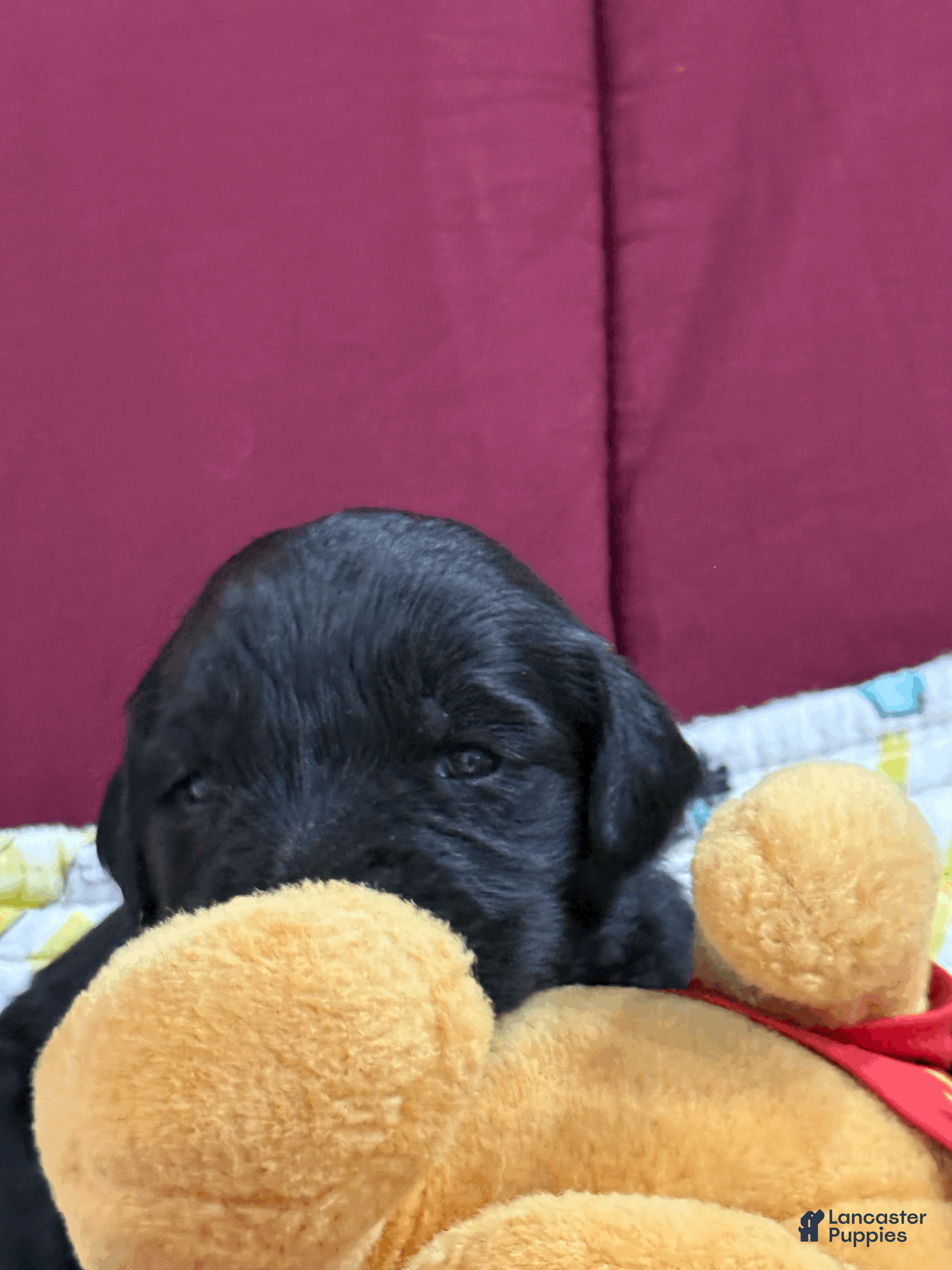 Goldendoodle dogs Orange - Ad 2