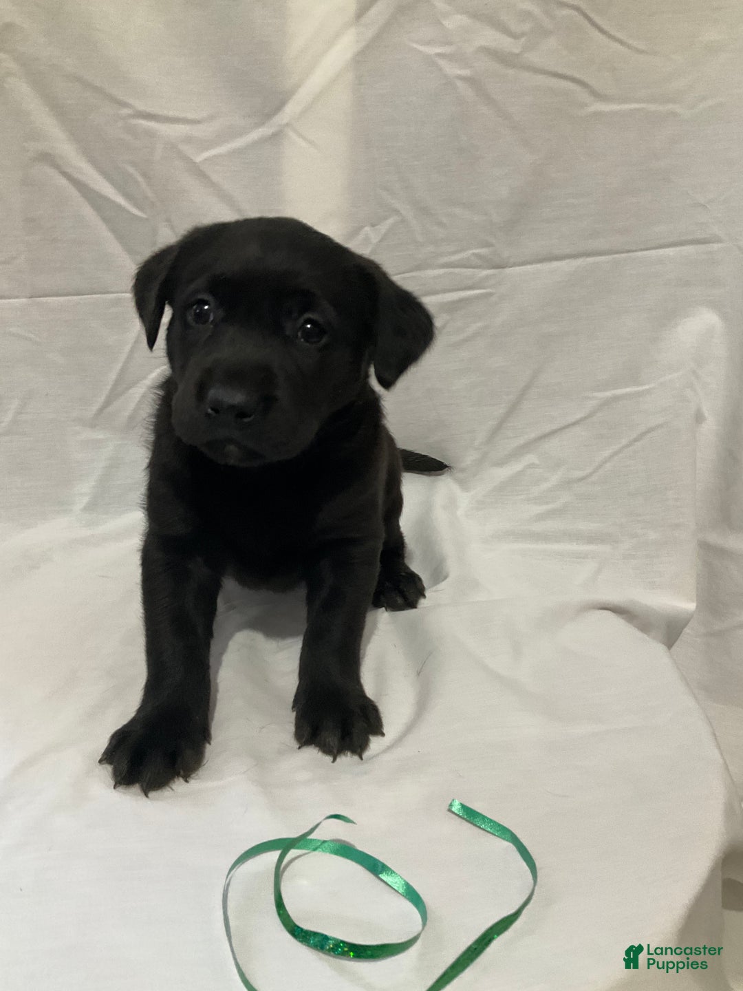 Labrador Retriever dogs for sale: Luna  - Ad 2