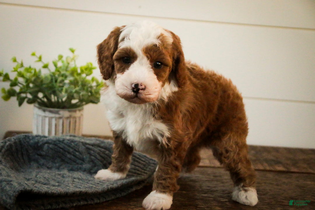 Miniature Poodle dogs for sale: Rick - Ad 5