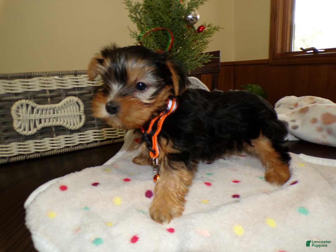 Yorkshire Terrier dogs for sale: Yorkshire Terrier Puppy 1 Toto - Ad 6
