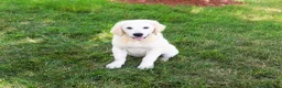 Golden Retriever dogs for sale: Cecily - Ad 4