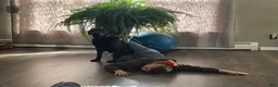 Labrador Retriever dogs for sale: Nova - Ad 3