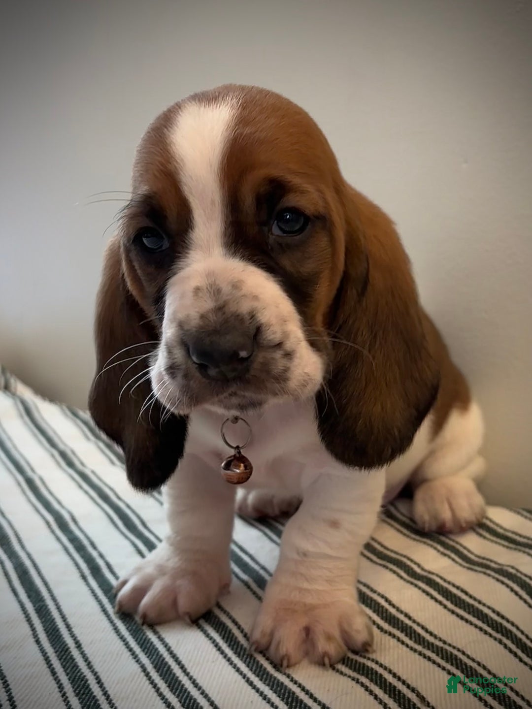 Basset Hound dogs for sale: Holly - Ad 1