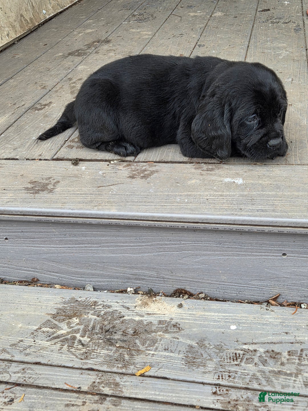 Mixed Breed dogs for sale: Labrador/Cocker Spaniel  - Ad 3