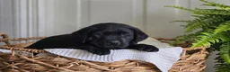 Labrador Retriever dogs for sale: Marshall - Ad 3