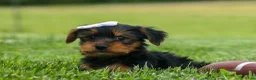 Yorkshire Terrier dogs for sale:  Bowie 🐶✨ - Ad 9