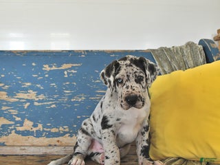 Great Dane dogs - Ad 19