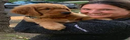 Golden Retriever dogs for sale: Pink CKC/DNA HLTH Tested - Ad 20