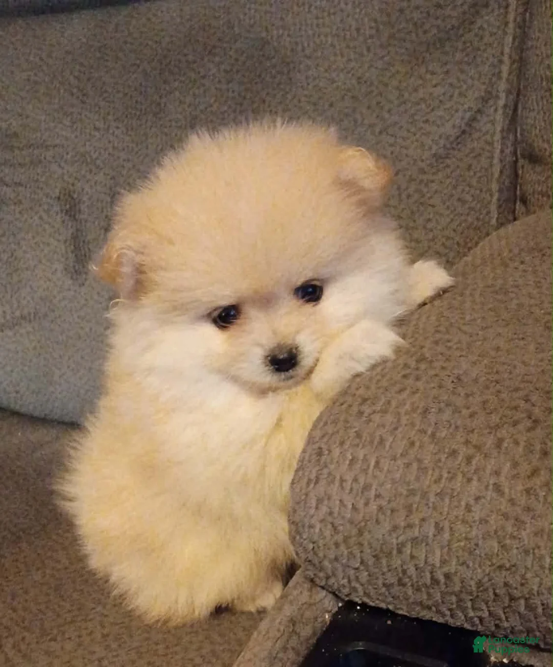 Pomeranian dogs for sale: BEAR FACE BELLA  - Ad 2