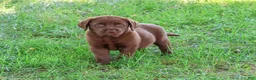 Labrador Retriever dogs for sale: Mirabel - Ad 3