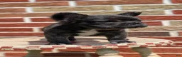 French Bulldog dogs for sale: Ezi - Ad 7