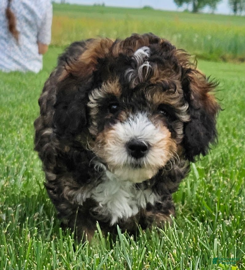 Mini Bernedoodle dogs Callie - Ad 2