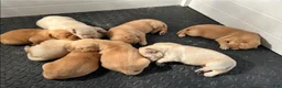 Labrador Retriever dogs for sale: Abe Lincoln - Orange - Ad 9