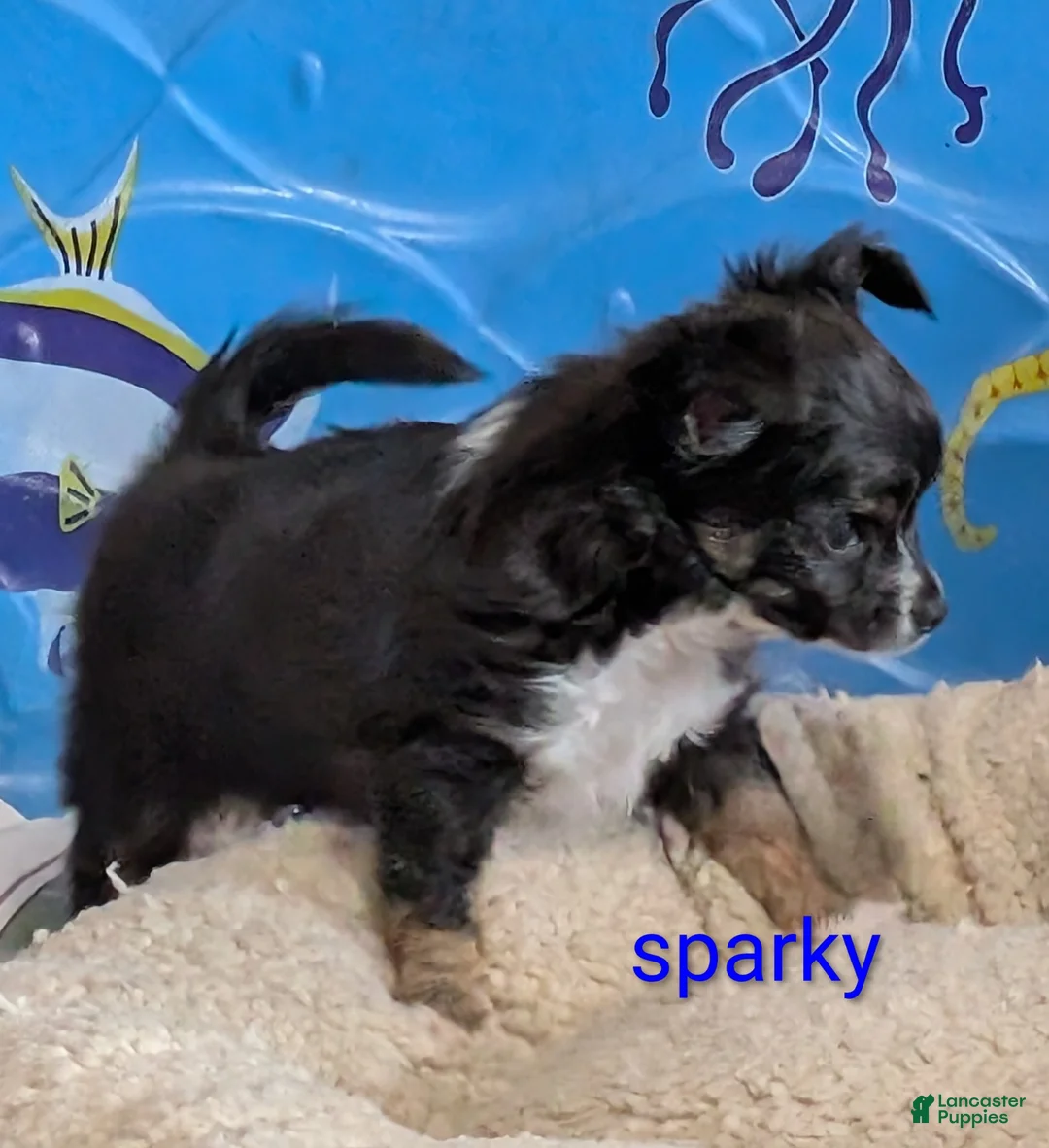 Chihuahua dogs for sale: Chihuahua Puppy 1 - Ad 8