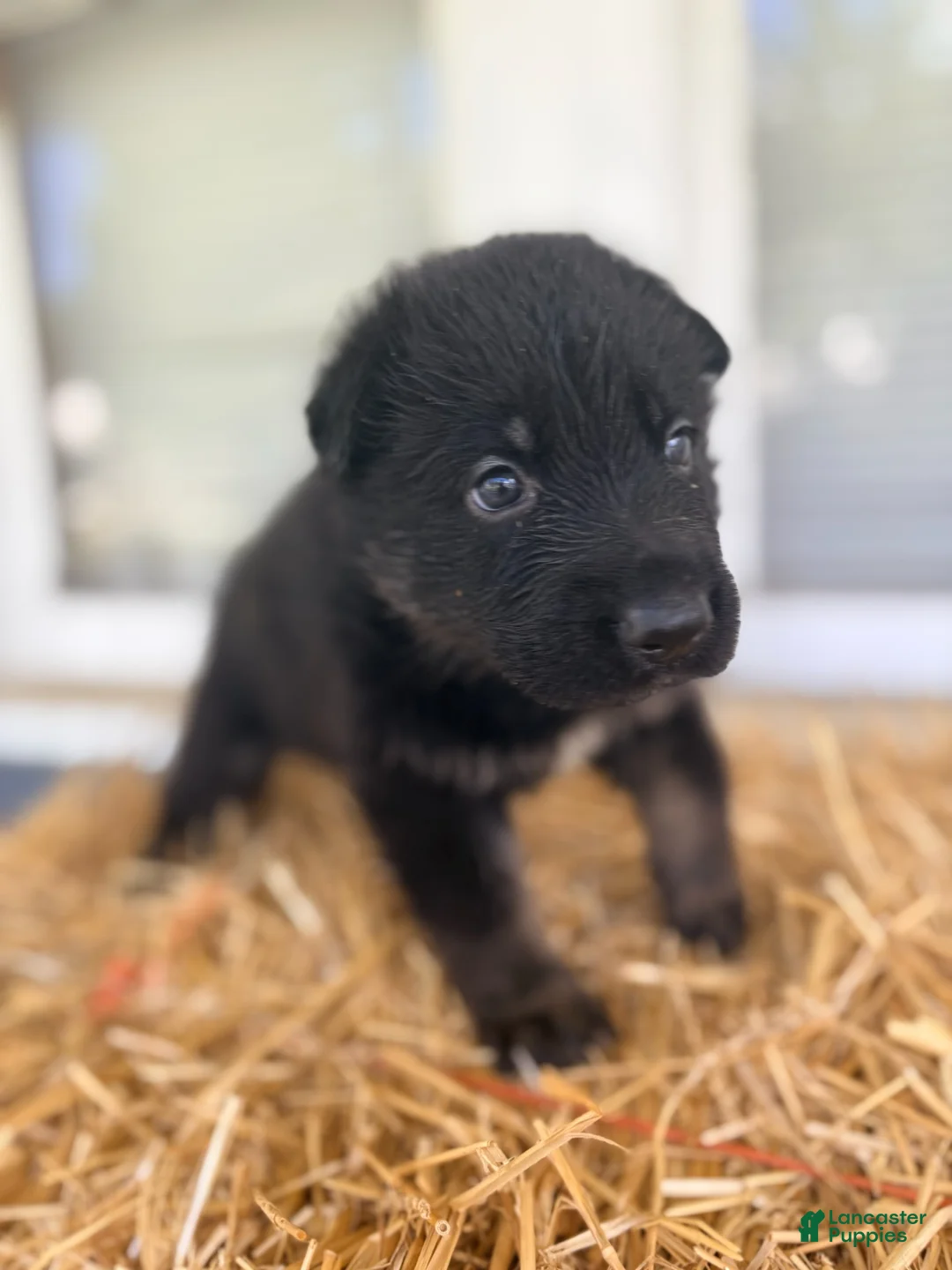 German Shepherd dogs for sale: Light Pink - Ad 1