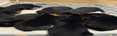Rottweiler 3