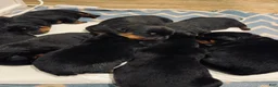 Rottweiler dogs for sale: Rottweiler 3 - Ad 1