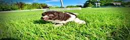 Havapoo dogs for sale: Bandit - Ad 12
