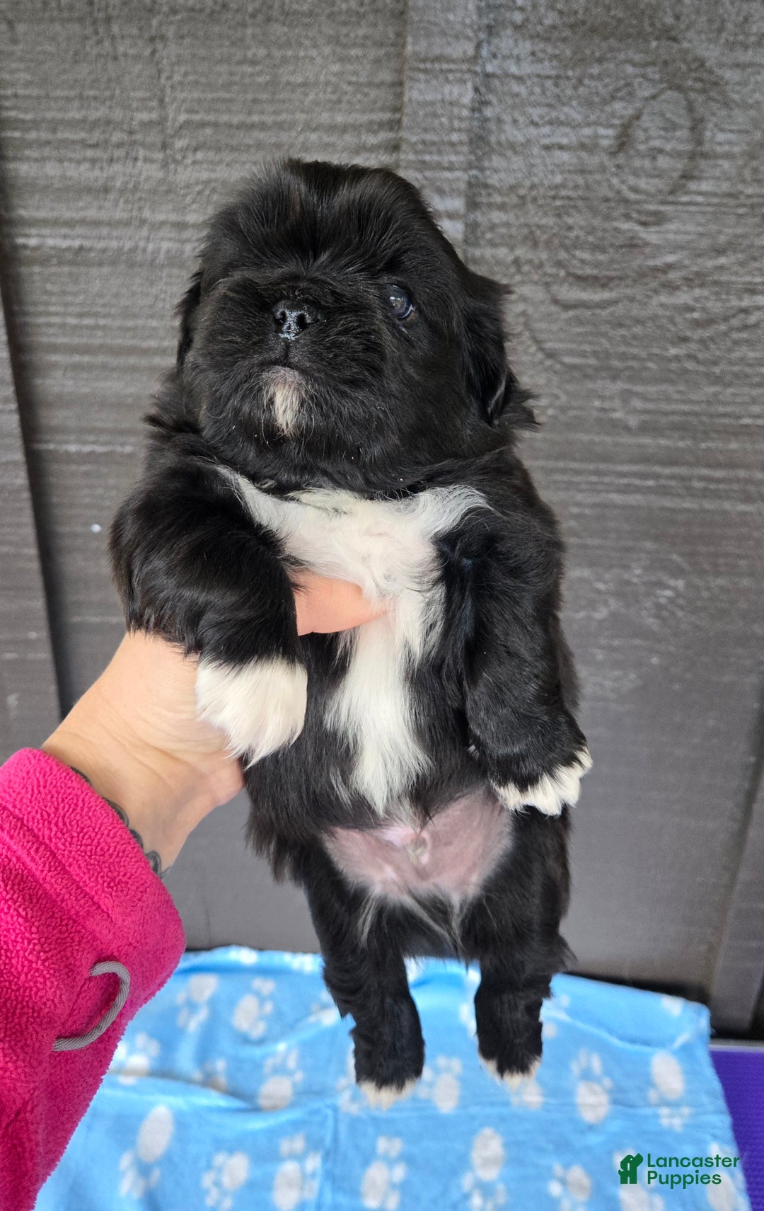 Pekingese dogs for sale: Gomez  - Ad 6