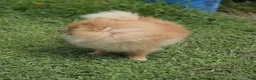 Pomeranian dogs for sale: Rare Beaver Color - Dolce - Teacup - 4 pounds - CH Lines! - Ad 8