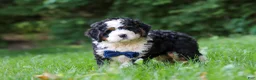Mini Bernedoodle dogs for sale: Graham - Ad 4
