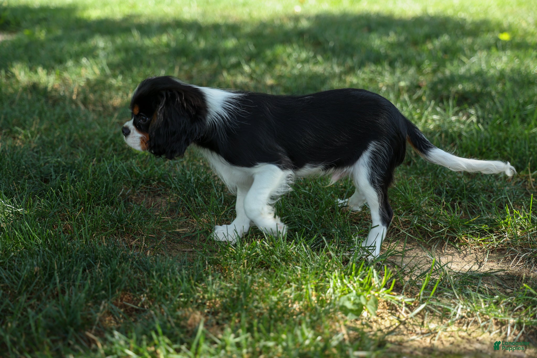 Cavalier King Charles Spaniel dogs Maxwell 🐾🐶 - Ad 2