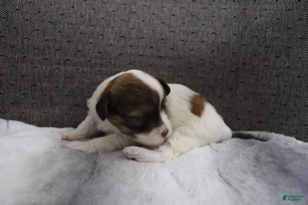 Havanese dogs for sale: Sugar Bun - Ad 7