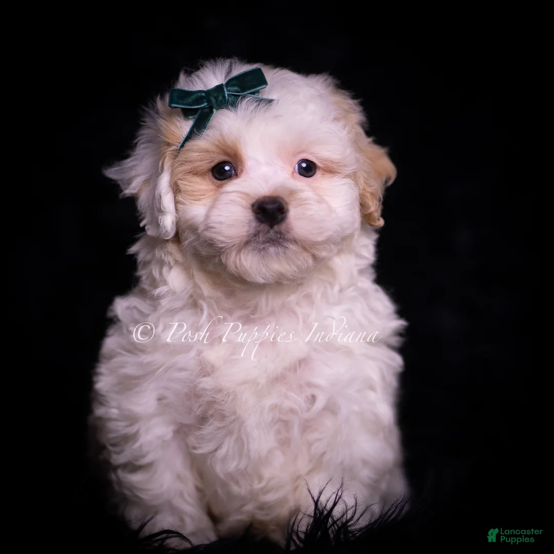 Maltipoo dogs for sale: Country Boy - Ad 7
