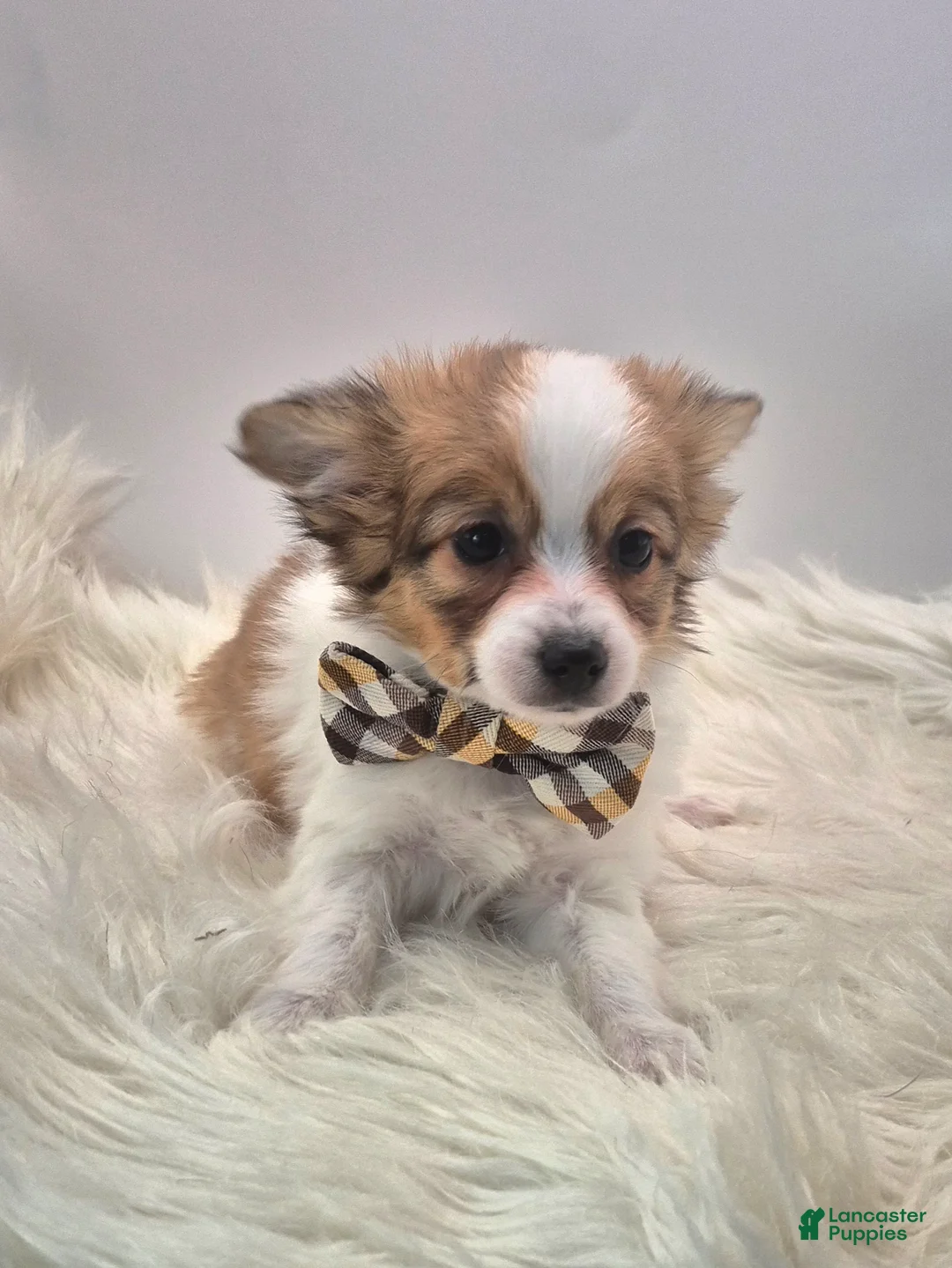 Papillon dogs for sale: Red male(Scout) - Ad 3