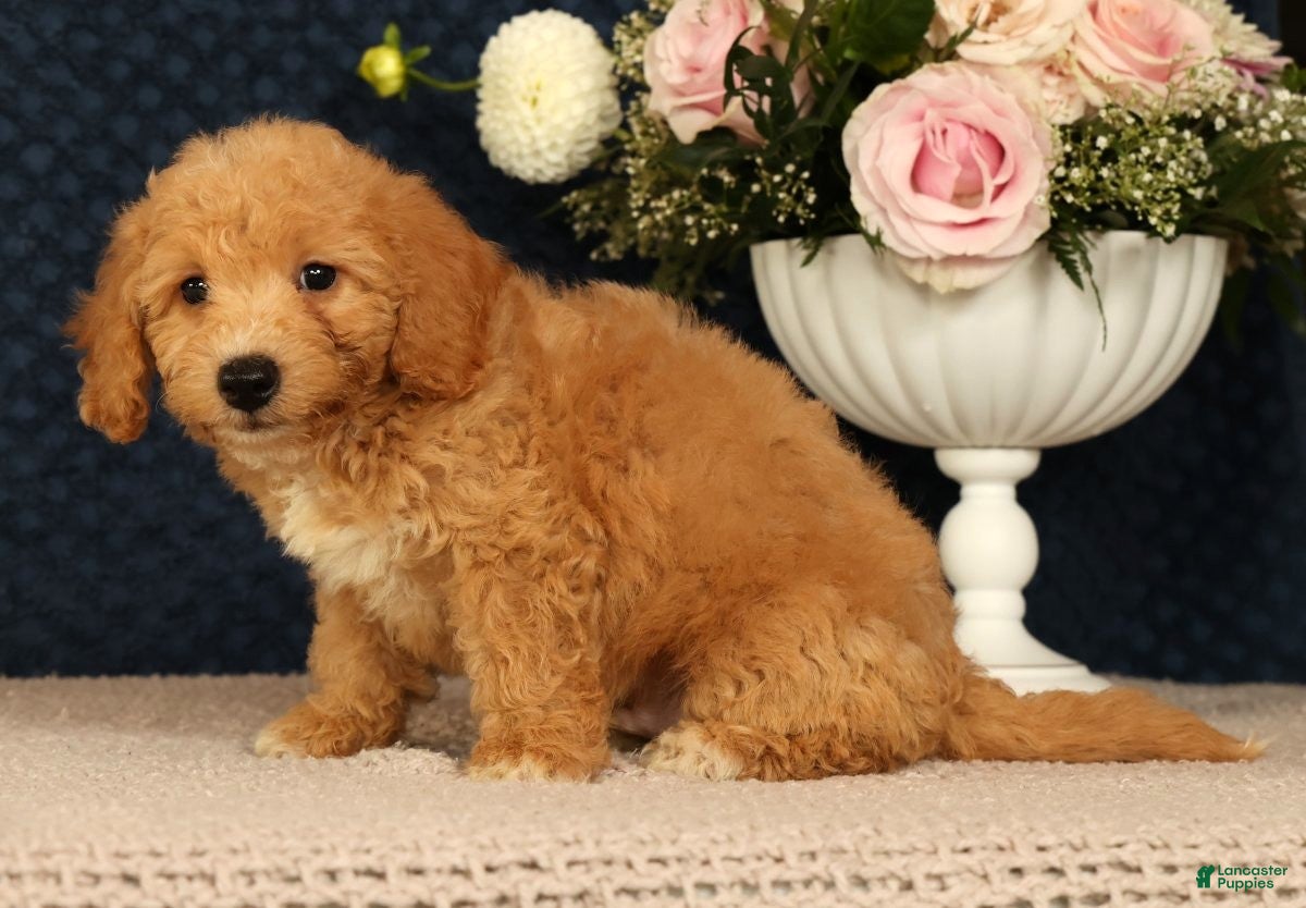 Bichpoo dogs Jasper - Ad 2