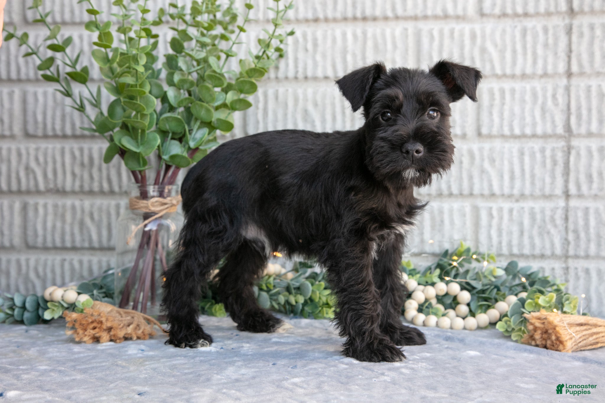 Miniature Schnauzer dogs Copper - Ad 1