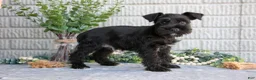 Miniature Schnauzer dogs for sale: Copper - Ad 1