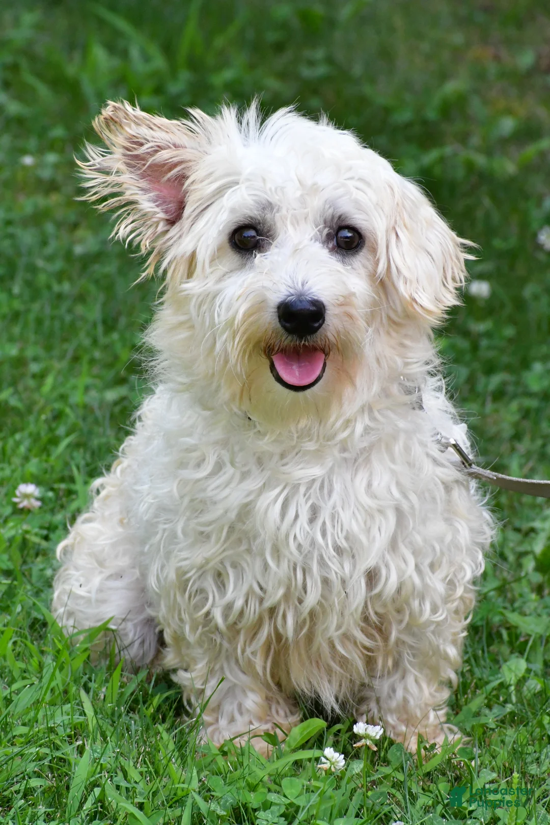 Maltipoo dogs for sale: Abby - Ad 10