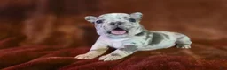 French Bulldog dogs for sale: Ruby - Ad 7