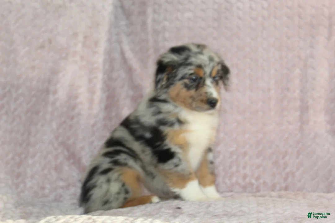 Australian Shepherd dogs for sale: Porter  - Ad 2