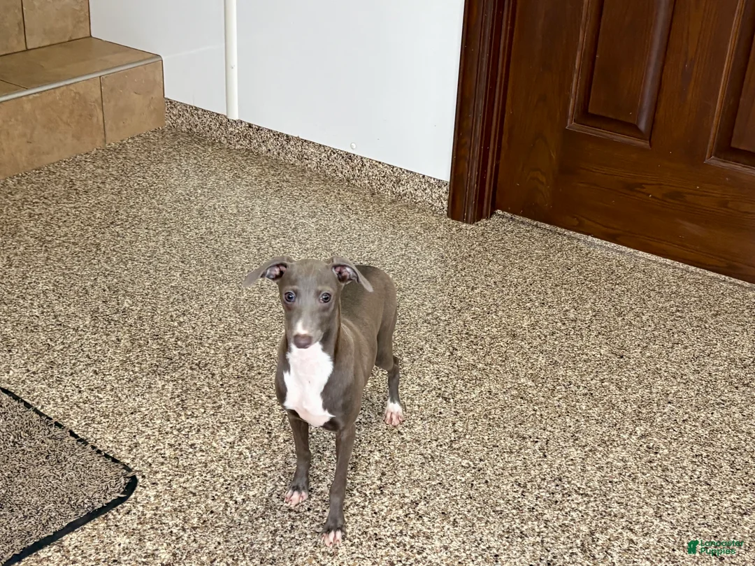 Italian Greyhound dogs for sale: Henry - Ad 11