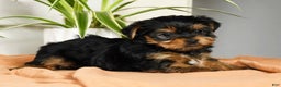 Yorkshire Terrier dogs for sale: Benny - Ad 9