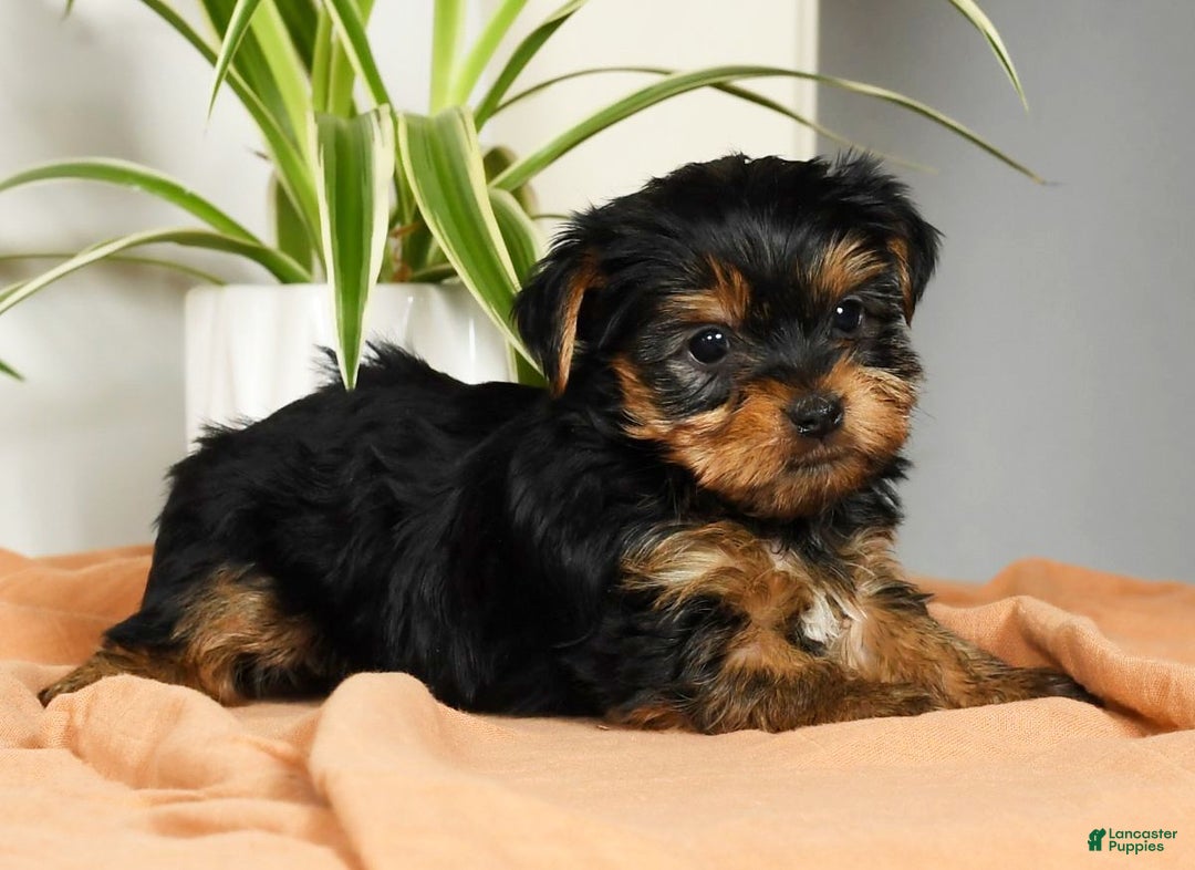 Yorkshire Terrier dogs for sale: Benny - Ad 9