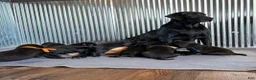 Labrador Retriever dogs for sale: Raven - Ad 6