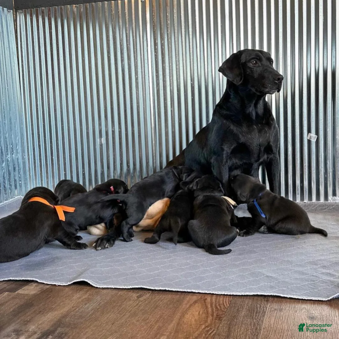 Labrador Retriever dogs for sale: Raven - Ad 6
