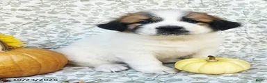 Rosie